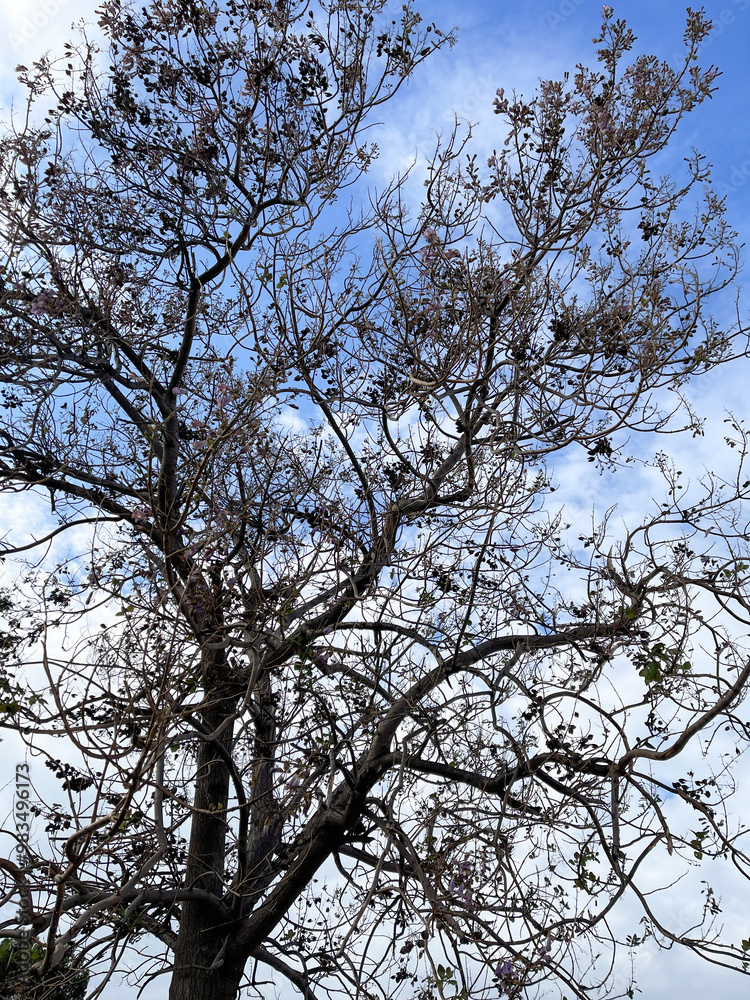 Tree with bare branches against the sky Tree with bare branches against the sky