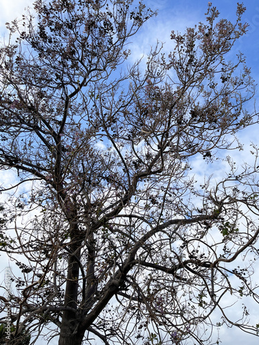 Tree with bare branches against the sky