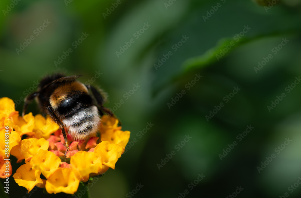 Close-up of a bumblebee sitting on the flower of a lantana (Lantana camara). The bumblebee can be seen from behind. Close-up of a bumblebee sitting on the flower of a lantana (Lantana camara). The bumblebee can be seen from behind.