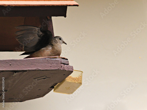 bird known as Common Ground-Dove (Columbina passerina) sitting in a rustic birdhouse to feed. photo