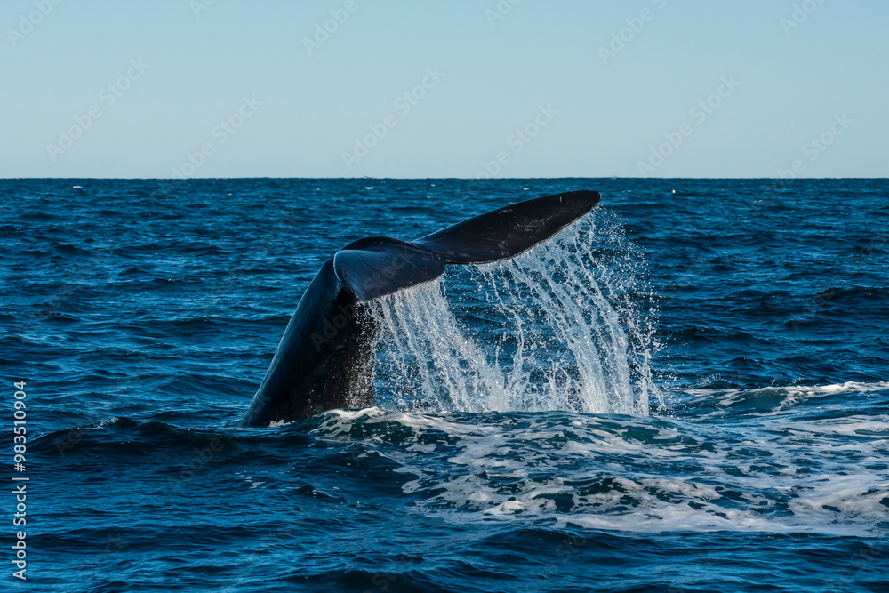 Fototapeta premium Sohutern right whale tail lobtailing, endangered species, Patagonia,Argentina