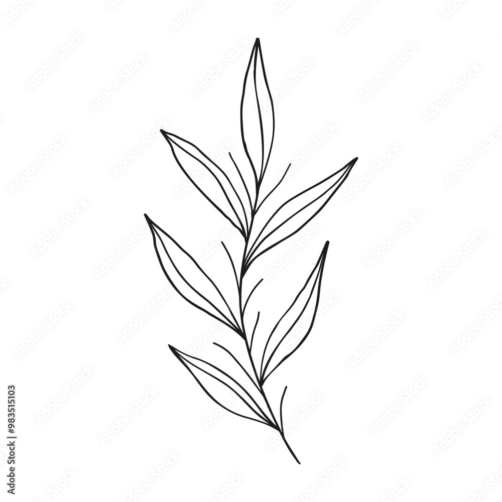 Fototapeta premium Vector outline branch with leaves.Simple design element for botany emblem.Organic logo template.Hand drawn floral illustration for prints,flyers,banners,wedding,invitations,clipart.