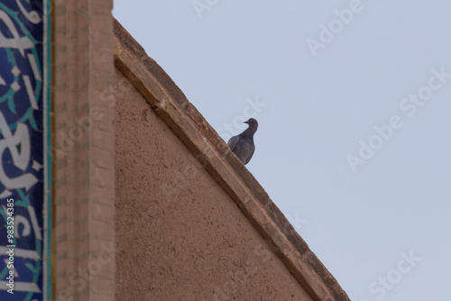 A pigeon perched on a brick wall in full details symbolizing loneliness and singlehood. photo