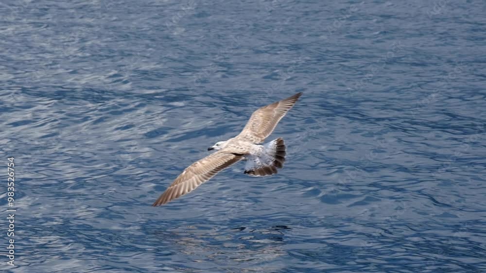 Seagulls swimming and flying over the sea Seagulls swimming and flying over the sea