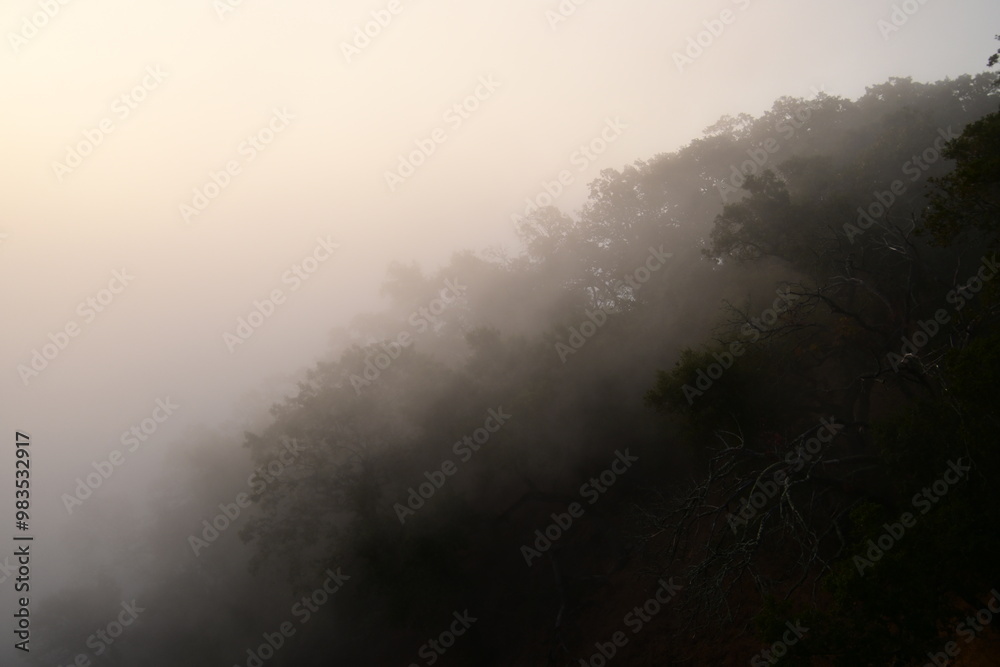 fog fog