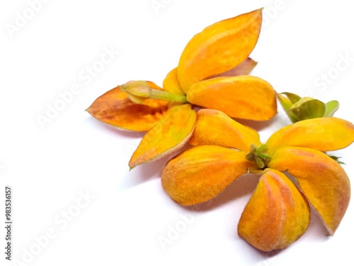 Bunga nusa indah or Mussaenda philippica isolated on white background photo