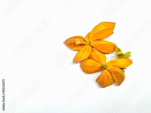 Bunga nusa indah or Mussaenda philippica isolated on white background photo