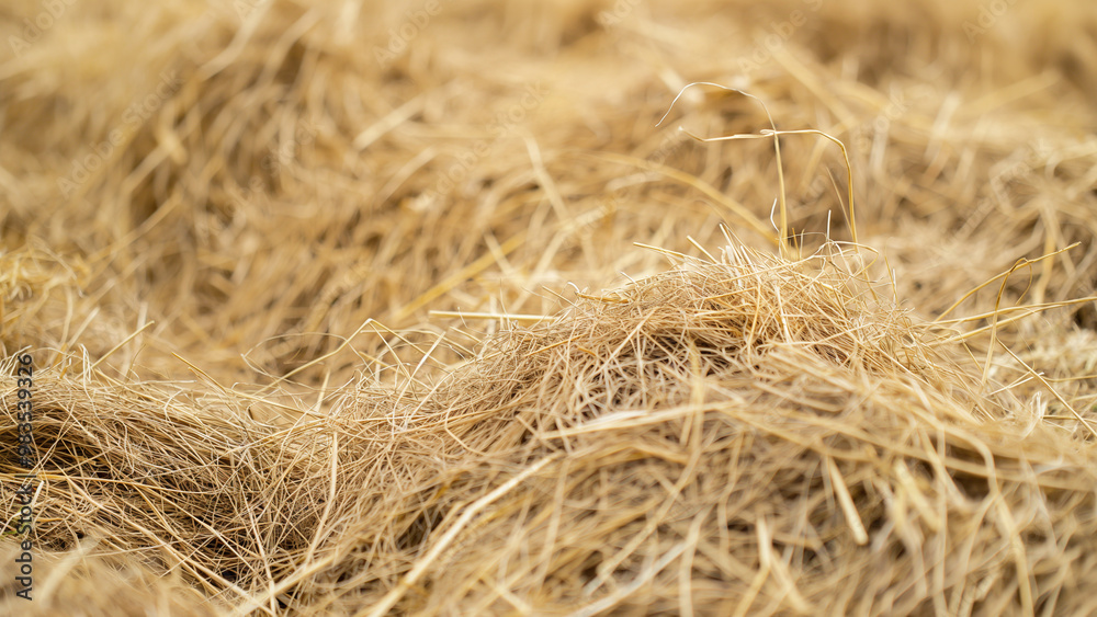 Close-up of dry hay texture, golden and rustic background. Close-up of dry hay texture, golden and rustic background.