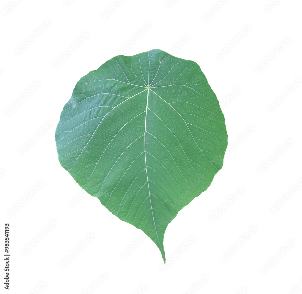 Fototapeta premium Green leaves with transparent image of PNG format extension.