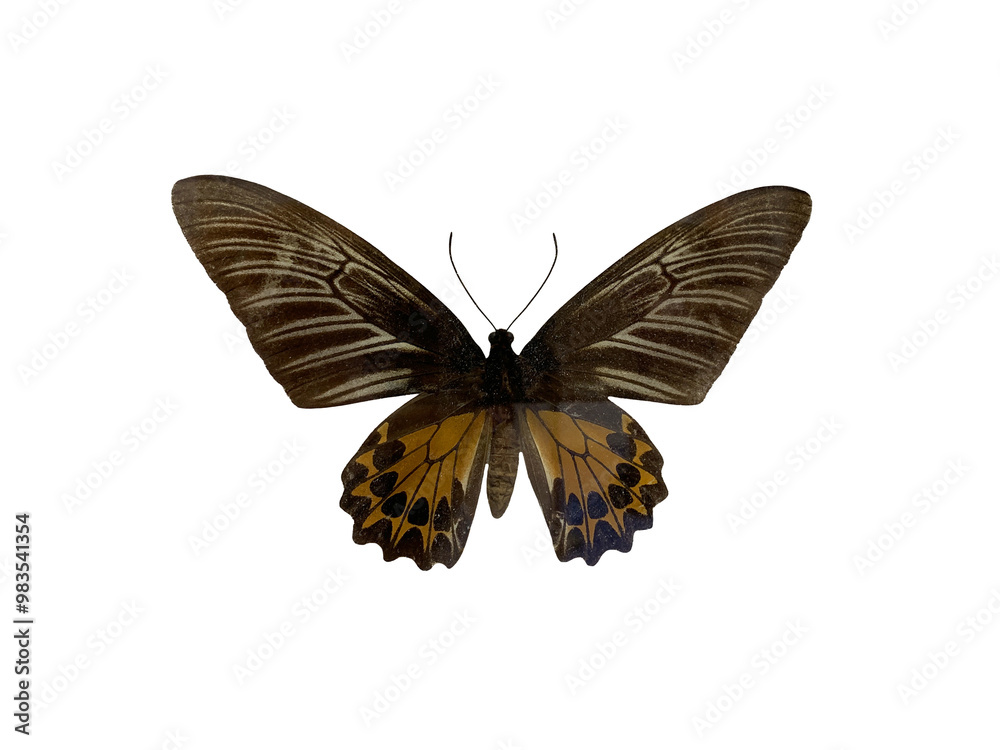 The golden birdwing (F) is name of butterfly with transparent image of PNG format extension, A dried stuffed butterfly. The golden birdwing (F) is name of butterfly with transparent image of PNG format extension, A dried stuffed butterfly.