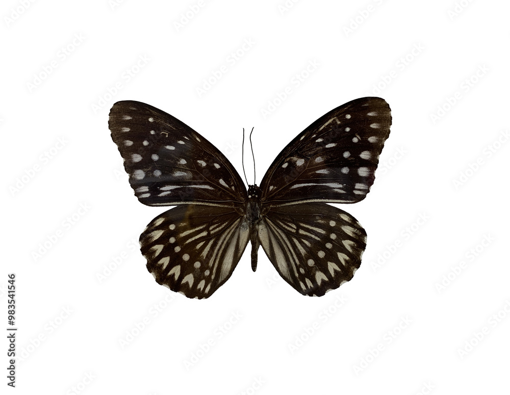 The Blue Kaiser is name of butterfly with transparent image of PNG format extension.