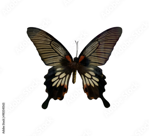 Great Mormon (F) is name of butterfly with transparent image of PNG format extension.