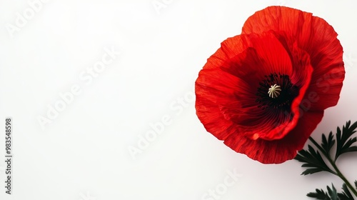 Single poppy flower in full bloom, isolated on solid white background