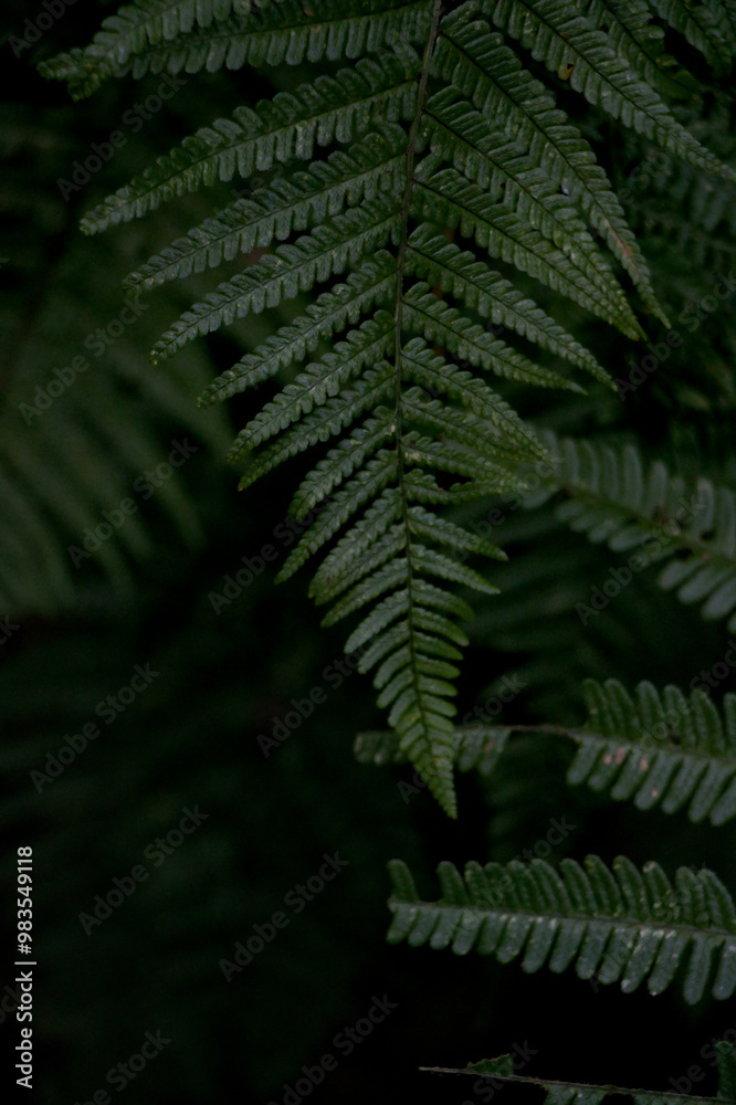 Obraz premium fern leaves