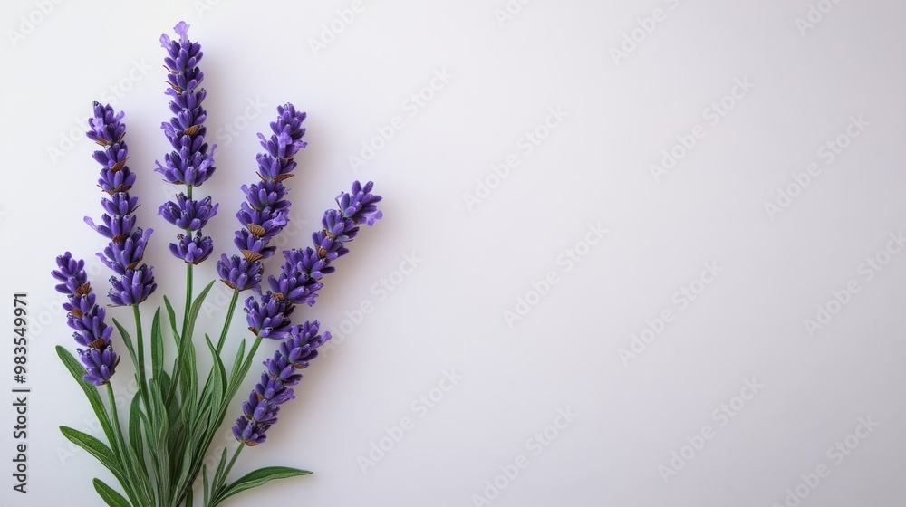 Fototapeta premium Single lavender sprig with soft purple tones on solid white background, detailed and calming