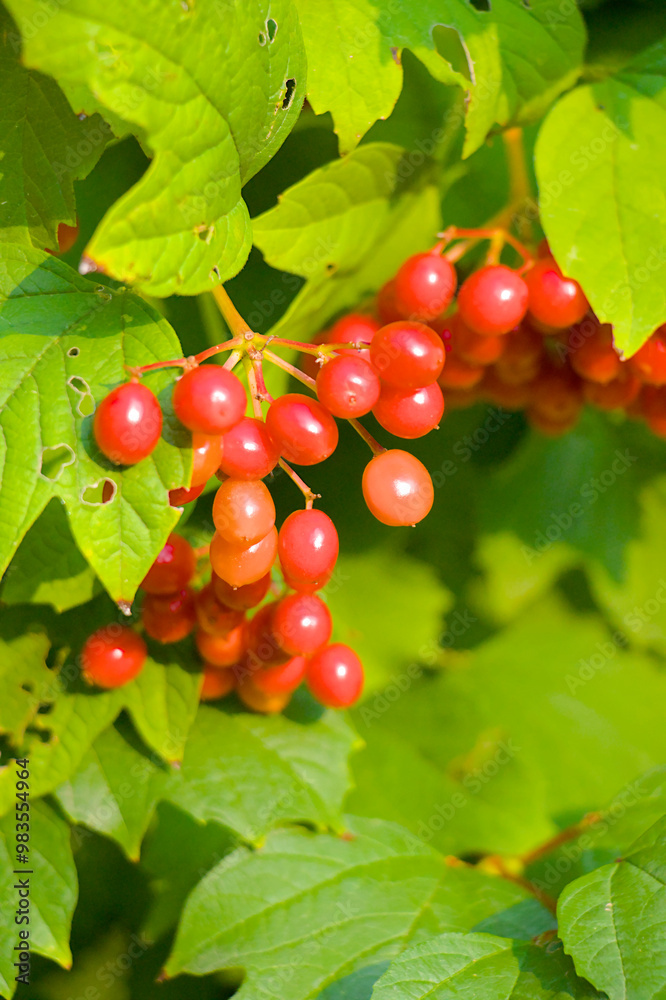red currant on a bush