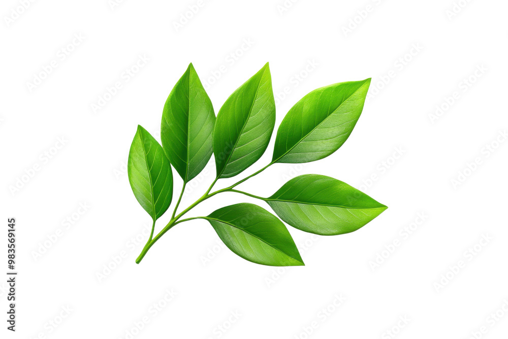 Obraz premium A vibrant green leaf branch showcasing lush foliage, PNG