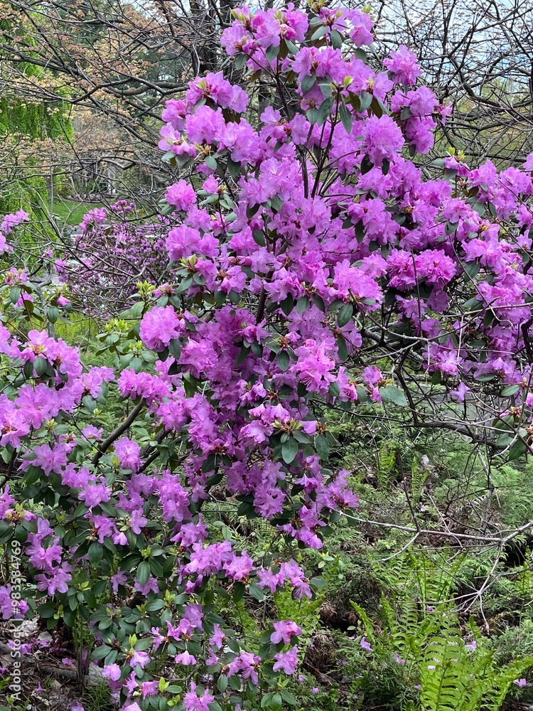 Obraz premium pink flowers in the garden