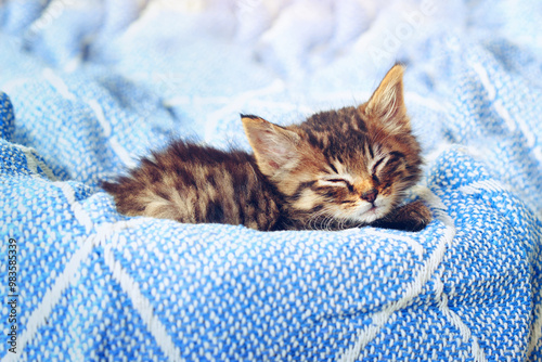 Photography Cute, pet and sleeping with kittens in box for adorable, emotional support and cozy protection