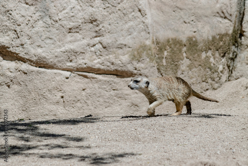 meerkat running