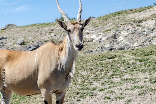 antelope in the wild