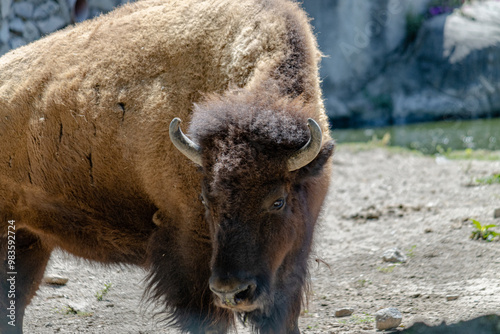 bison in park national park