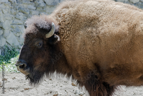 american bison buffalo