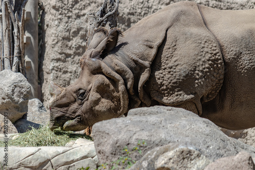 indian rhinoceros