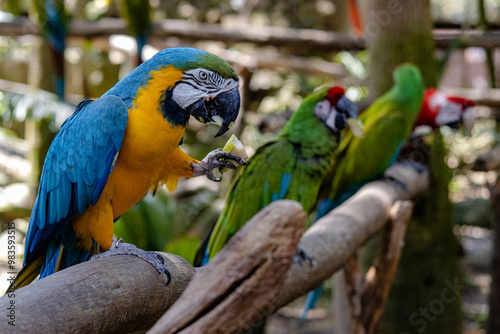 Parrot