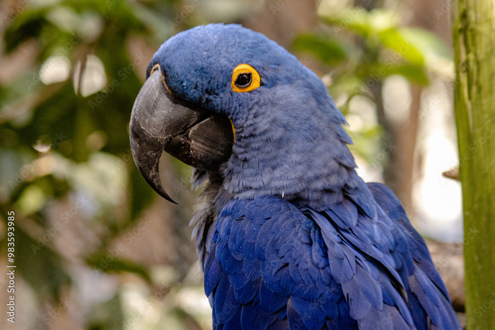 Obraz premium blue and yellow macaw