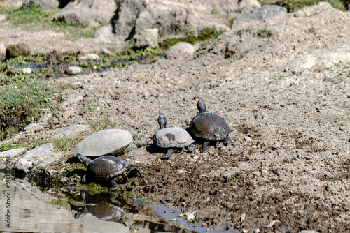 turtle on the sand