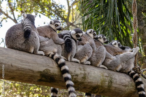 Lemur Family