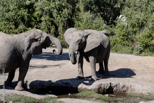 Elephant Couple