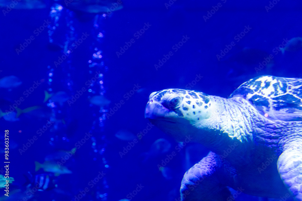 Fototapeta premium 水の中を泳ぐウミガメ