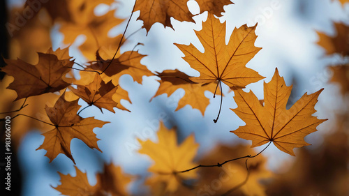 Wallpaper Mural Maple leaves drifting in wind background Torontodigital.ca