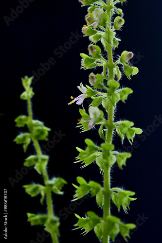 Closed up Blooming basil flowers on isolated black background.