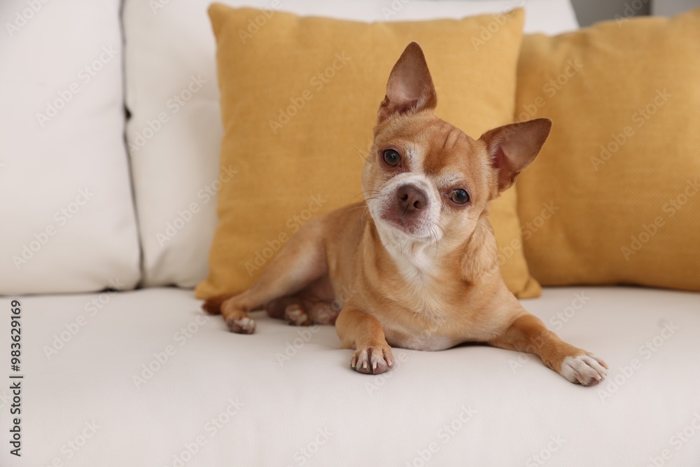 Cute Chihuahua dog lying on soft sofa indoors Cute Chihuahua dog lying on soft sofa indoors