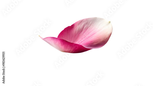 pink rose petal on a transparent background.