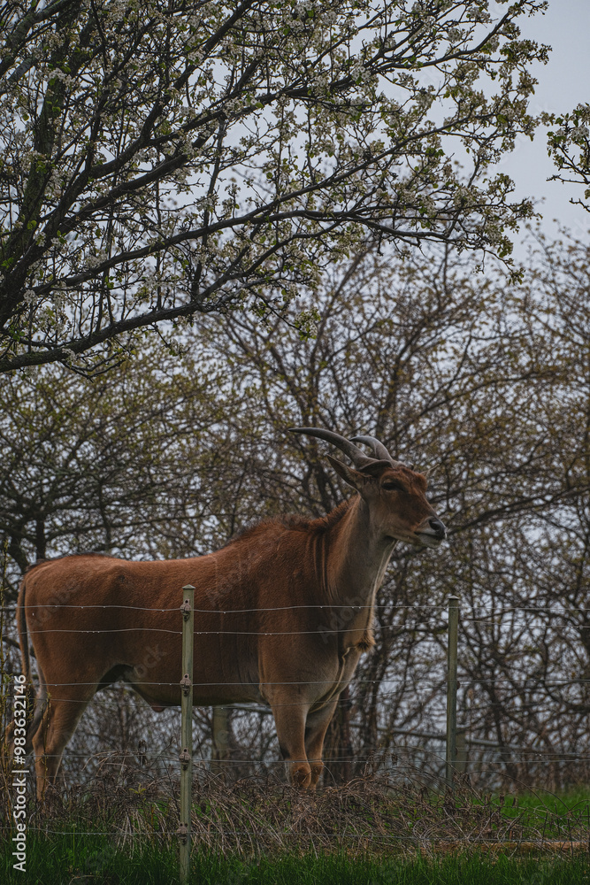 antelope in the park antelope in the park