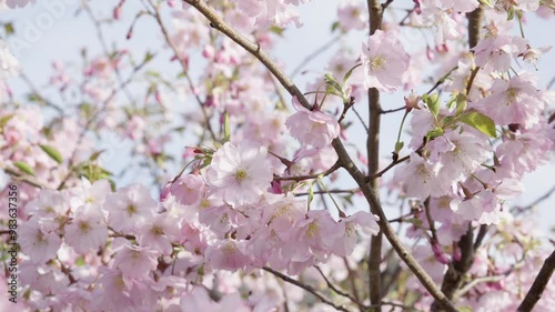 Pink cherry blossom tree flowers in spring