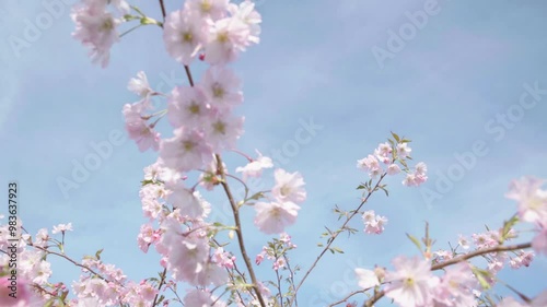 Cherry blossom in spring