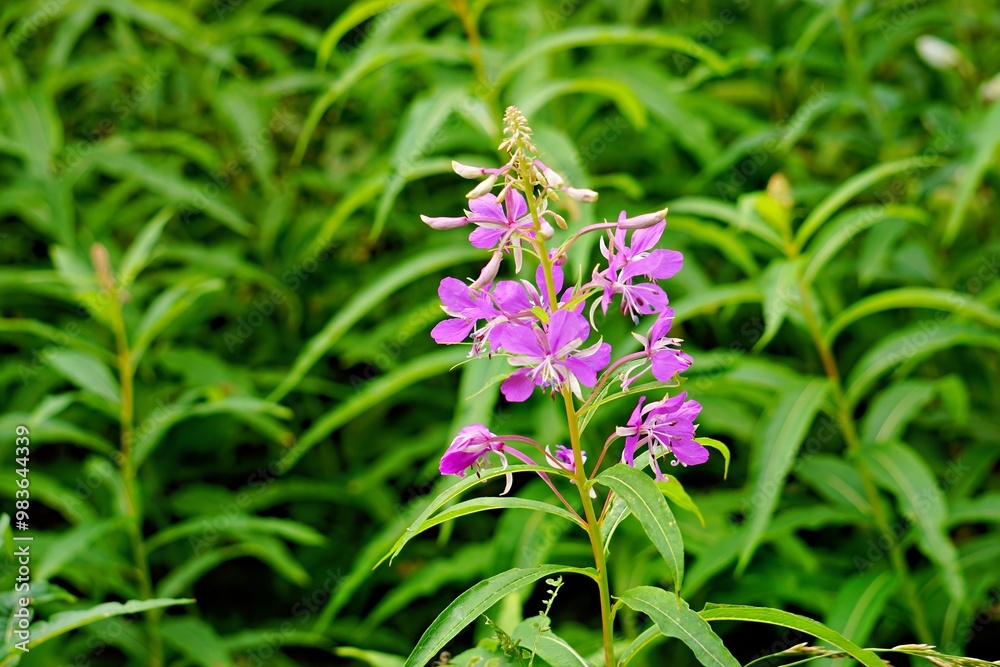 A close-up of vibrant purple flowers among lush green foliage. A close-up of vibrant purple flowers among lush green foliage.