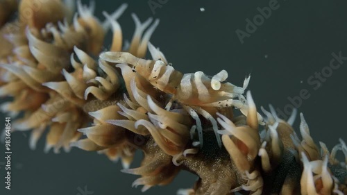  A close-up of a small shrimp sitting motionless on a wire coral. It takes on the color of the coral it lives on. Anker’s wire coral shrimp (Pontonides ankeri) 1,5 cm, on wire corals. photo