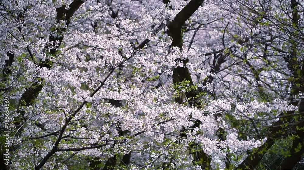 風に吹かれる桜の花 風に吹かれる桜の花