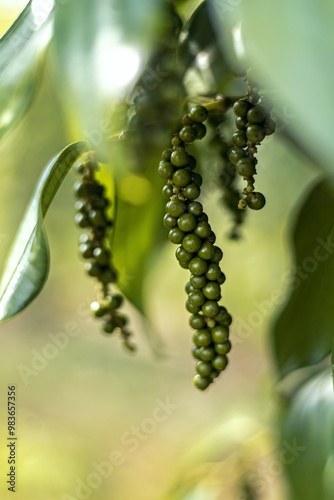 Green peppercorns hanging from a plant, showcasing their natural growth.