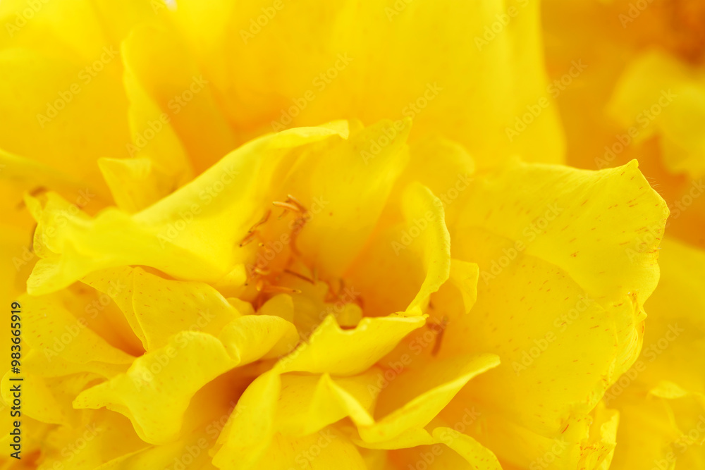 Fototapeta premium Bright Yellow Flower Petals Close-Up Photography