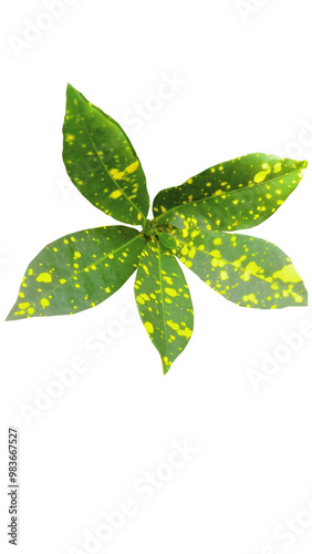 leaves of ornamental plants in vector
