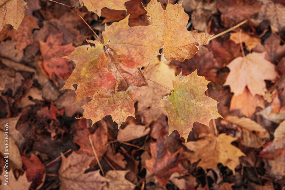 autumn leaves background autumn leaves background