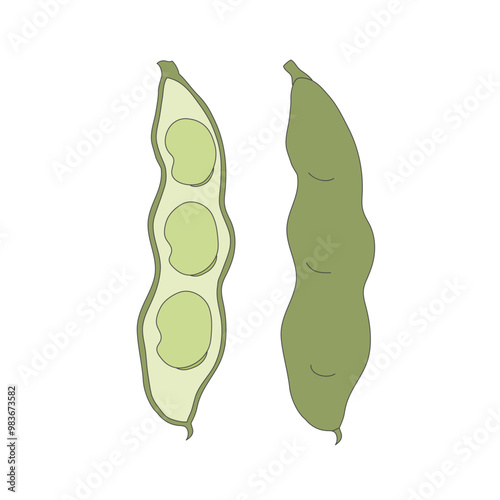 broad bean, Illustration of vegetable, isolated, icon illustration