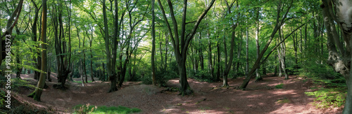 Epping Forest